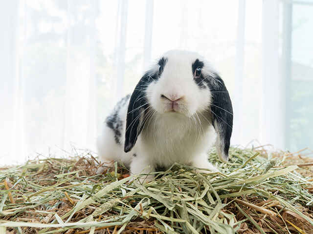 チモシー（牧草）を食べないのは何で？