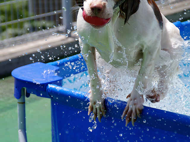 愛犬の水遊びで注意すべきこと