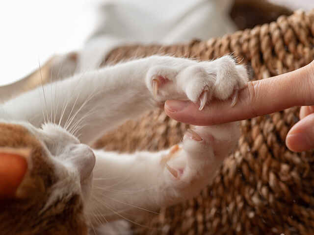 「猫にひっかかれて発熱」に注意