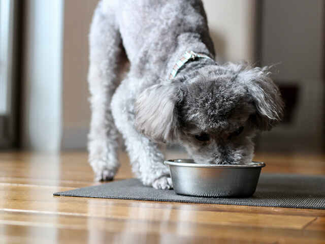 暑さで食欲が落ちた愛犬にどう対応したらいいの？