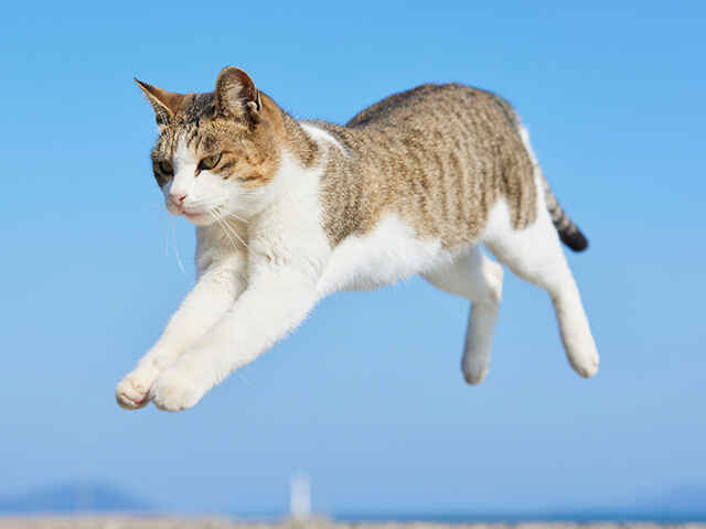 なぜネコ科の動物は身体能力が高いの？
