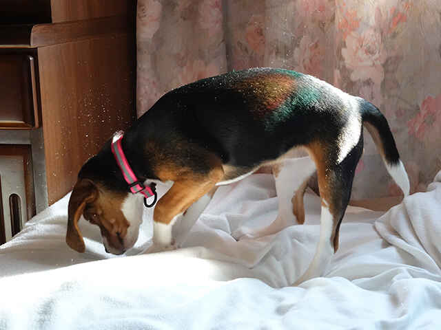 犬のひっかき行動はなぜ行うの？