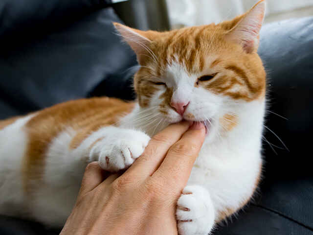 猫に噛まれてしまったときの対処法