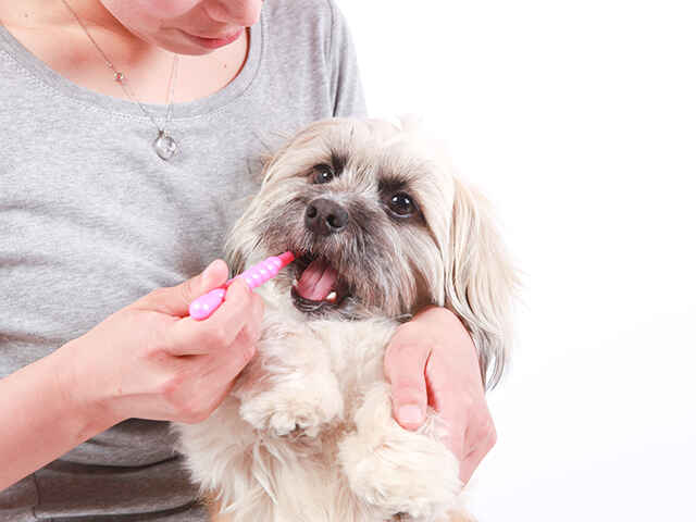 犬の歯磨きはどのくらいの頻度で行うのがベスト？