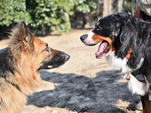 ほかの犬に吠える場合の対応はどうする？