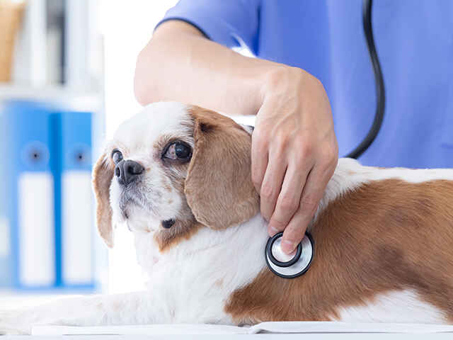 シニア犬で気をつけたい行動の変化