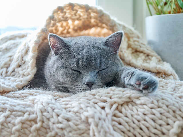 寒い冬に向けて猫の運動量に注意