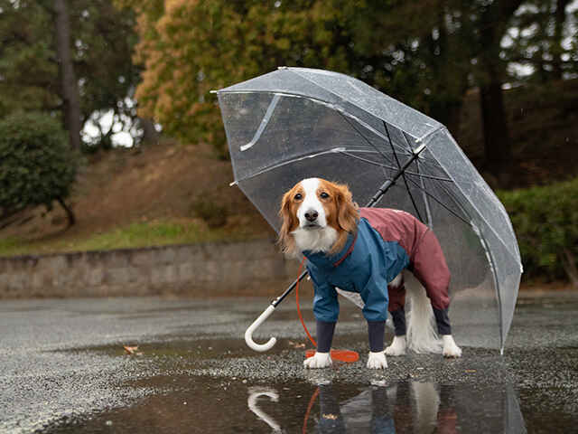 愛犬が雨の日に行きたがらないとき？