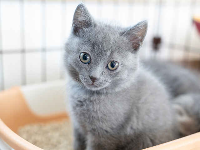 寒い季節に猫がトイレを避ける理由と対策