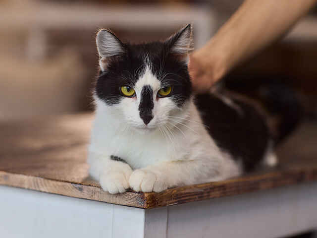 猫への肩マッサージはどうおこなう？