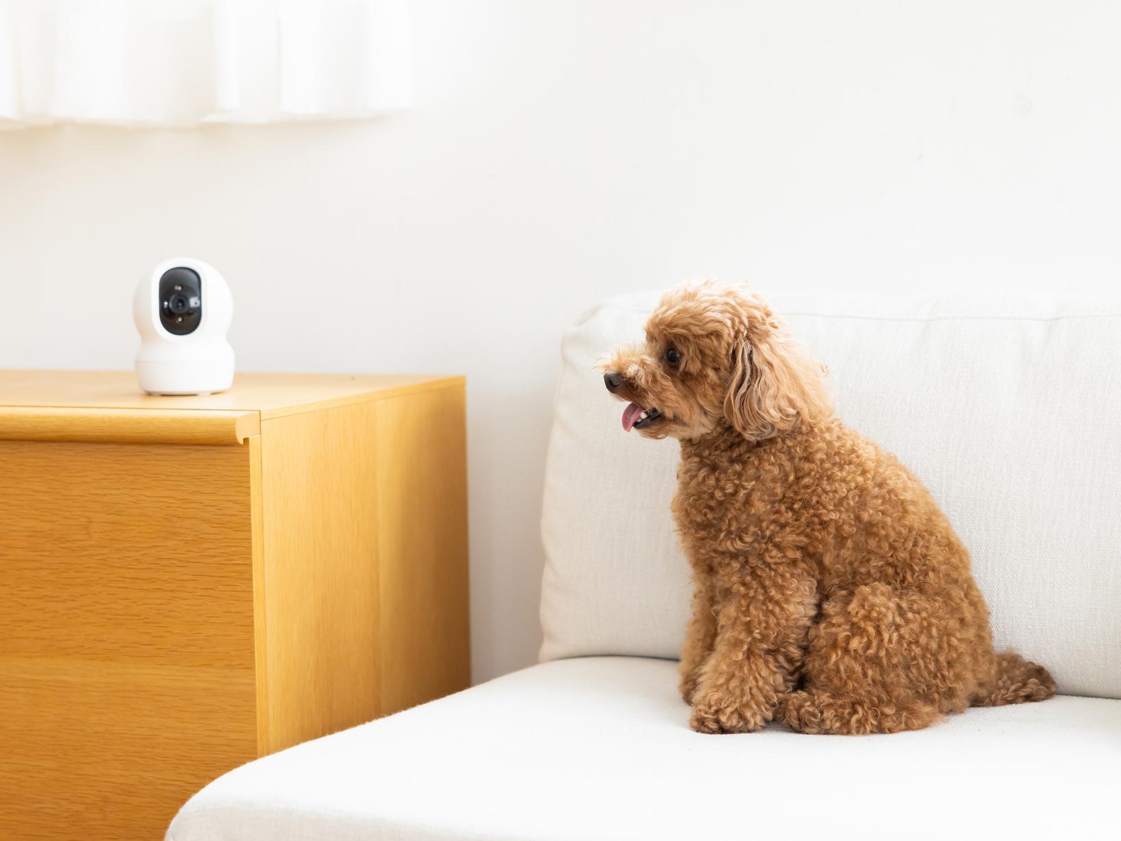 犬の留守番は徐々になれさせよう
