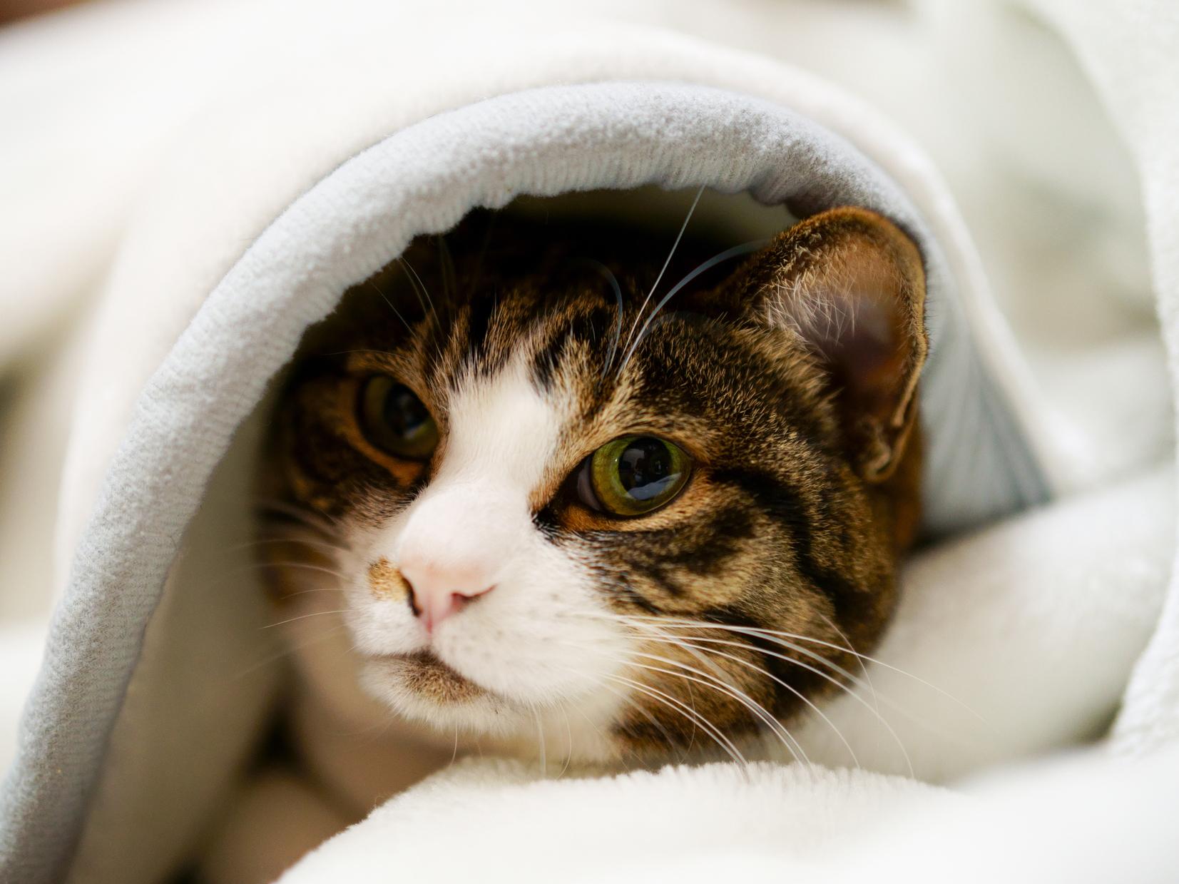 猫が毛布を好む理由とは？