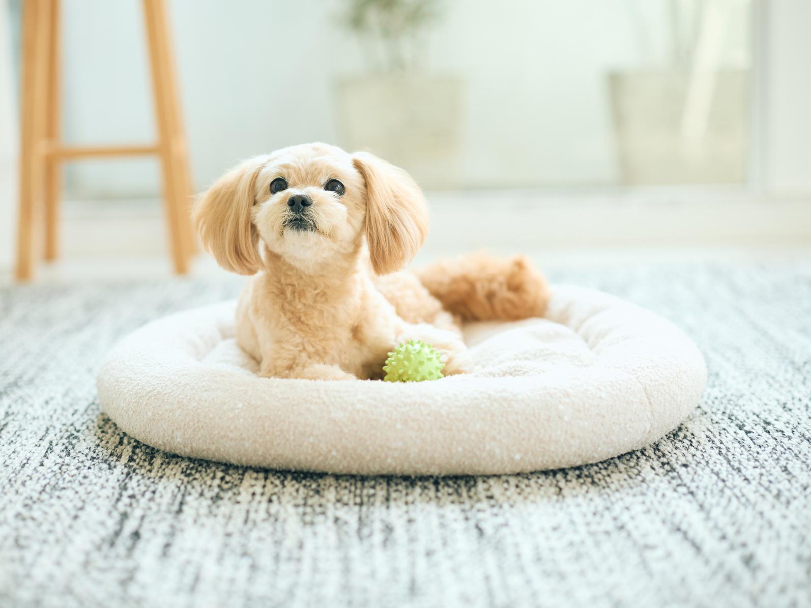 来客時に犬が感じるストレスと対処法