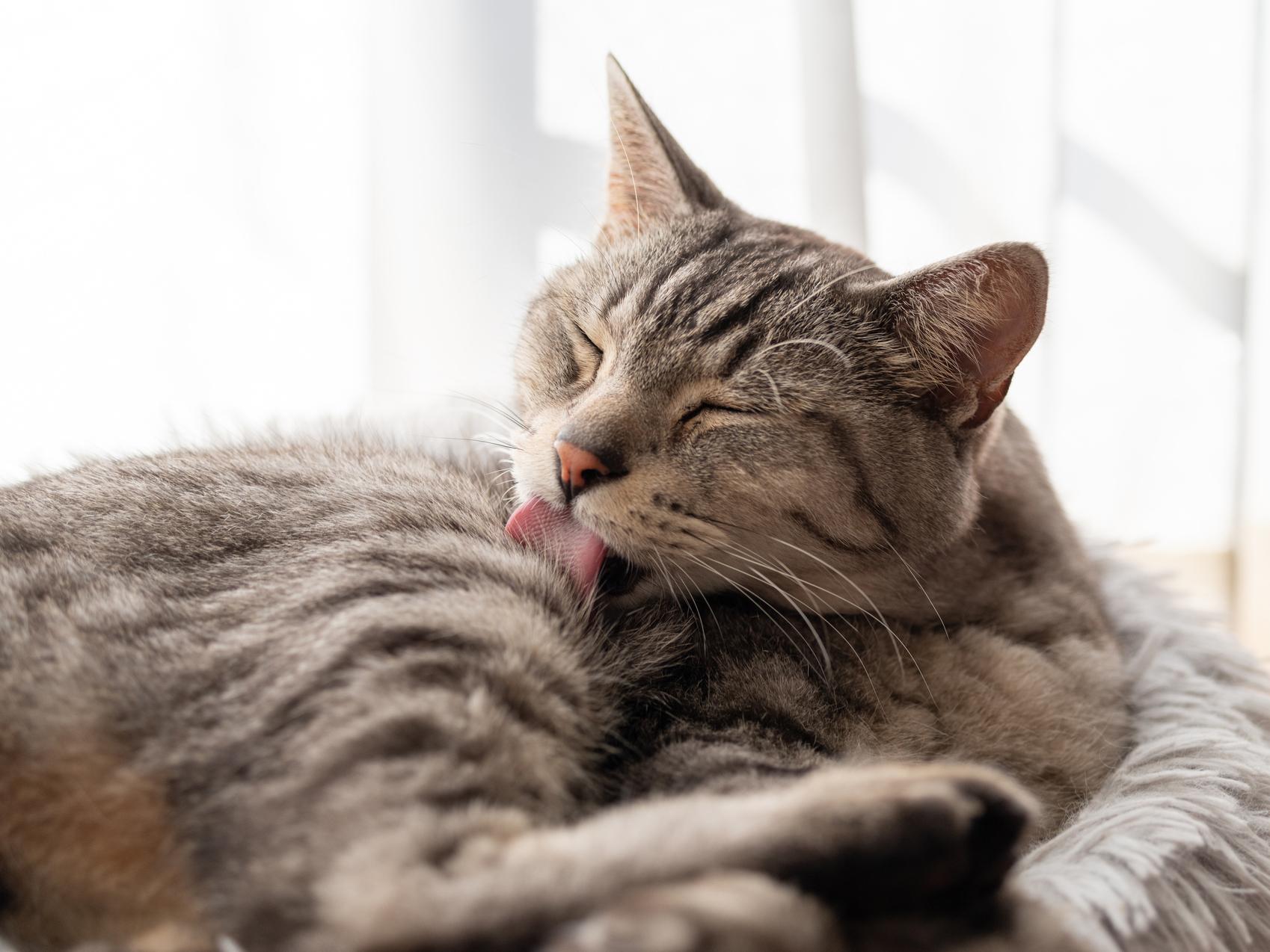 猫の臭いにはどんな種類がある？