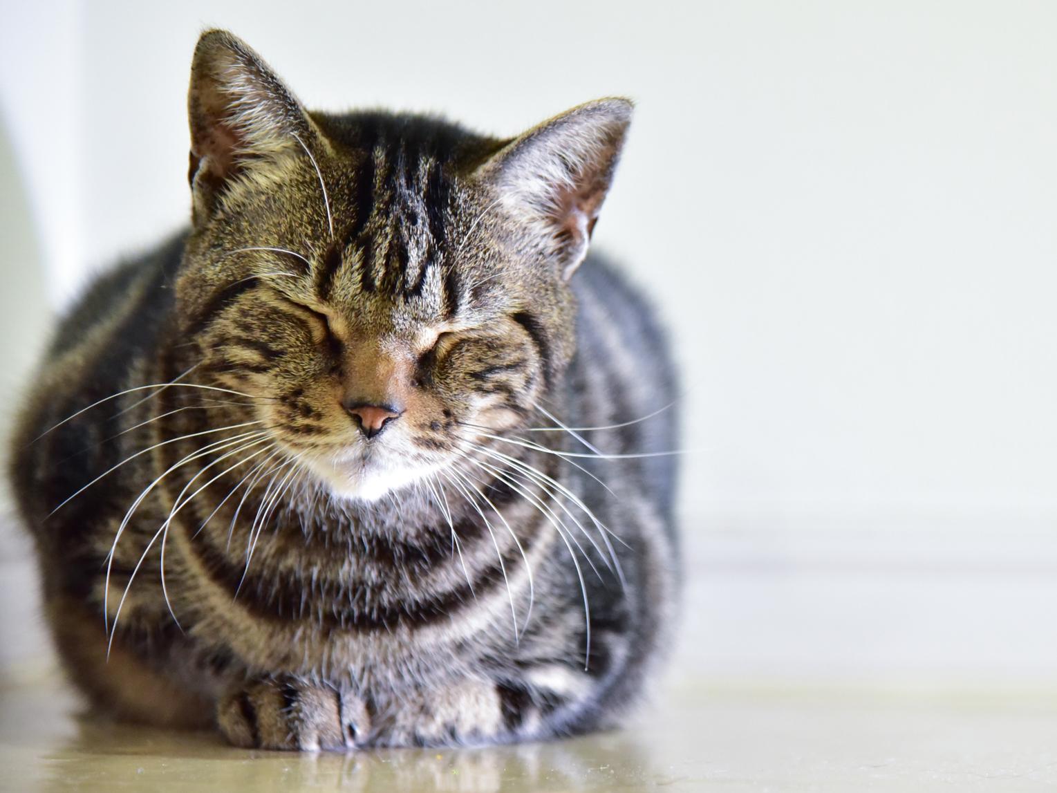 シニア猫の匂いケアはどうしたらいい?