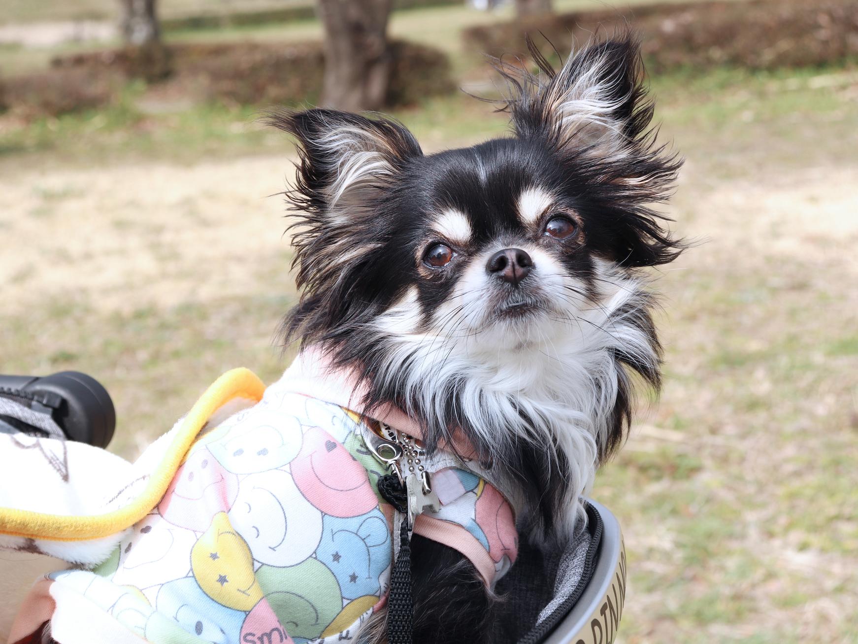 子犬にうれしょんが多いのはなぜ？