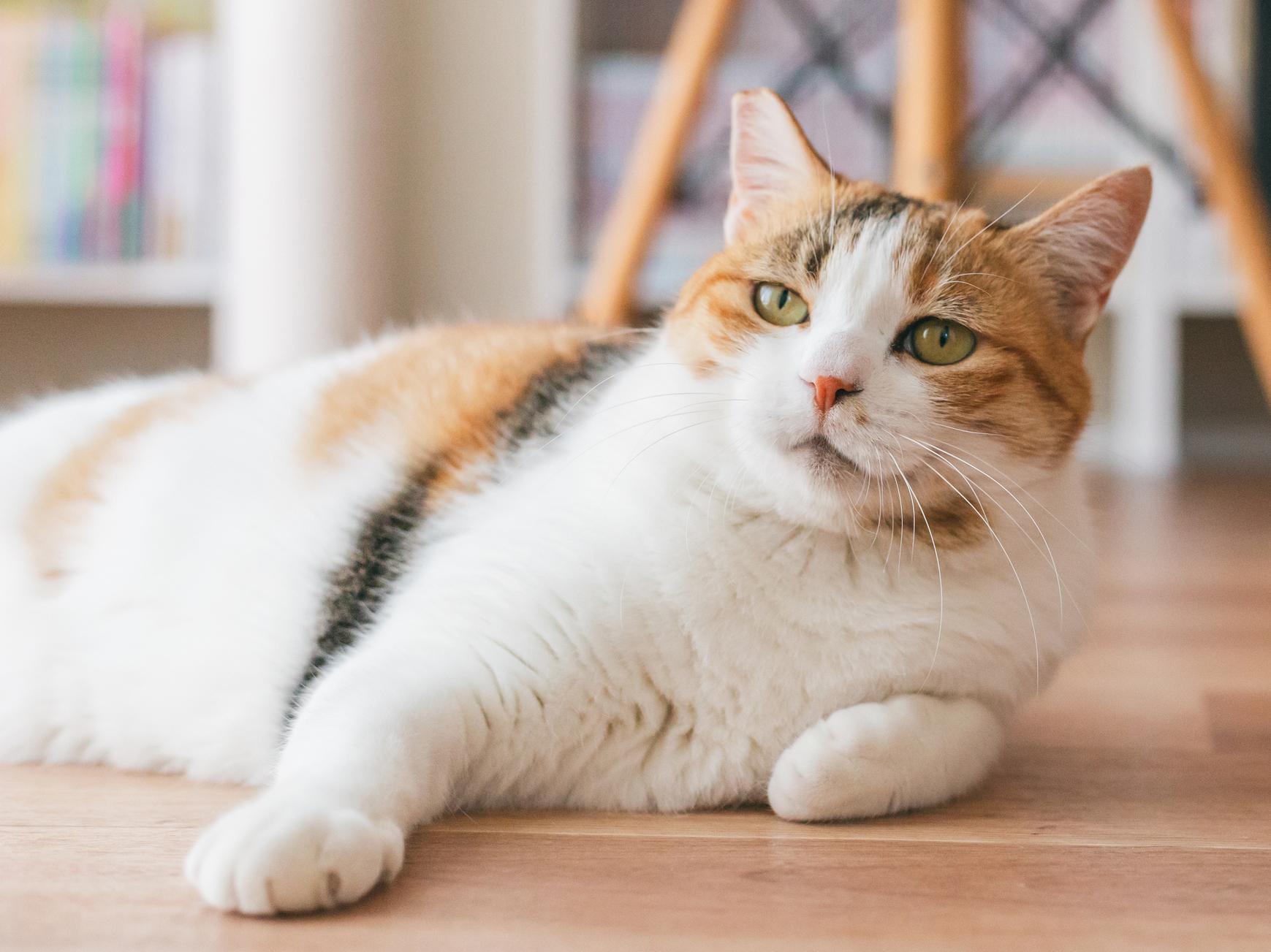 猫の認知症の症状は？