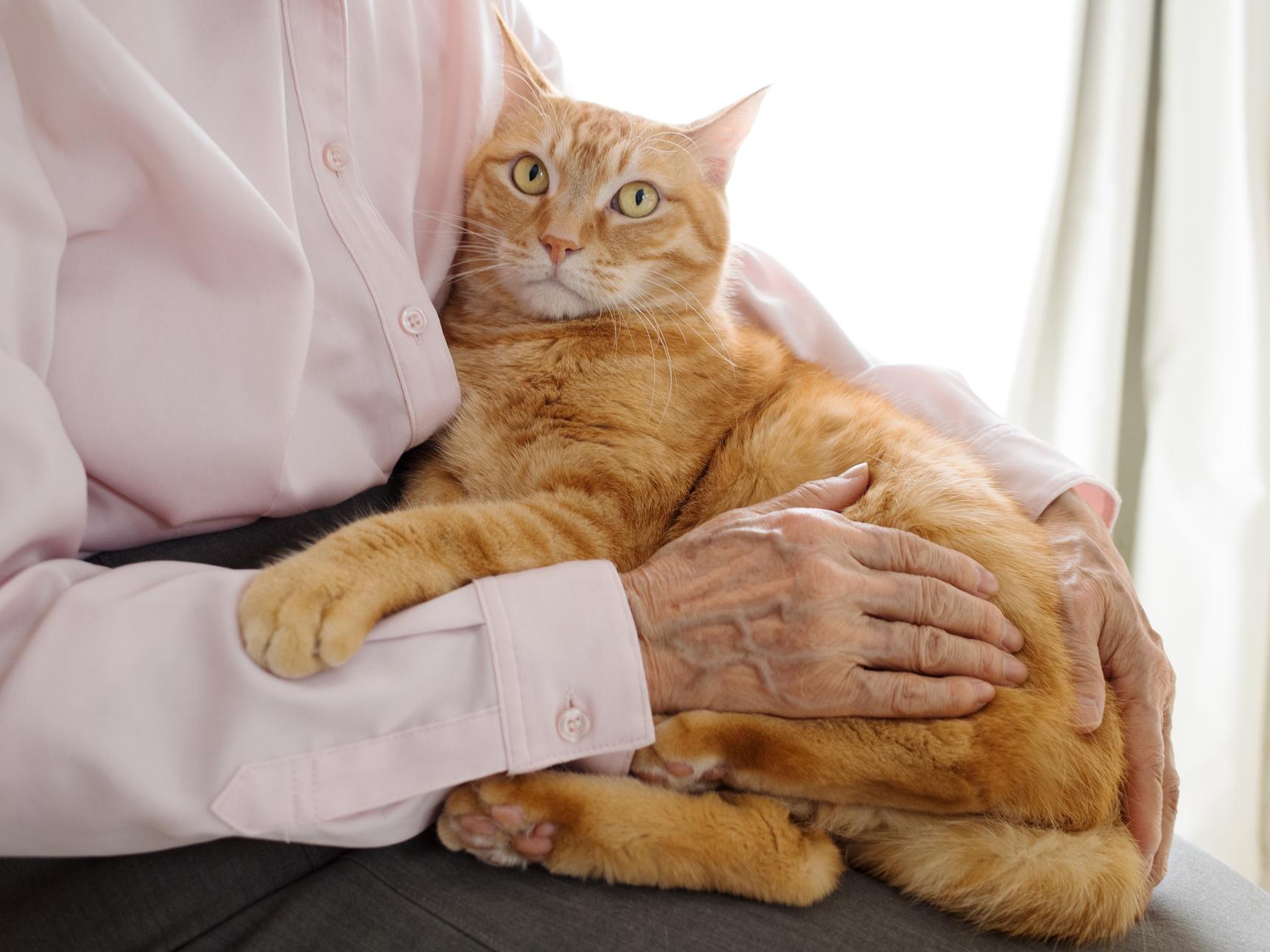 猫が認知症と診断された際の治療とケア