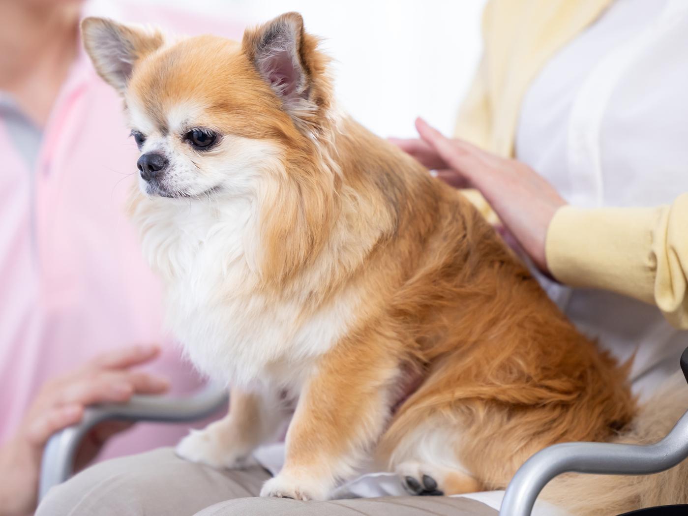 犬のシニア期はいつから始まるの？