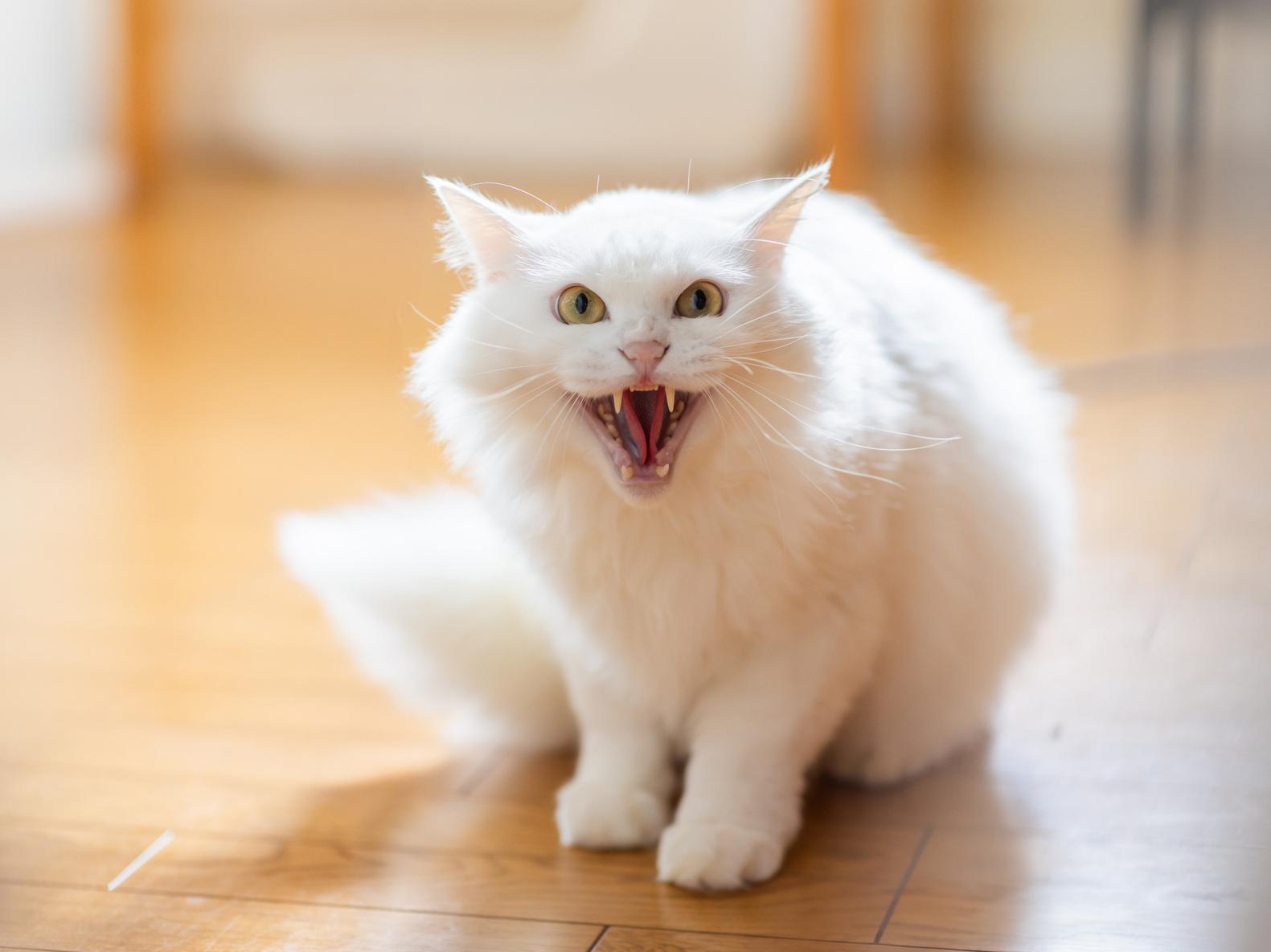 飼いネコに威嚇されたらどうしたらいいの？