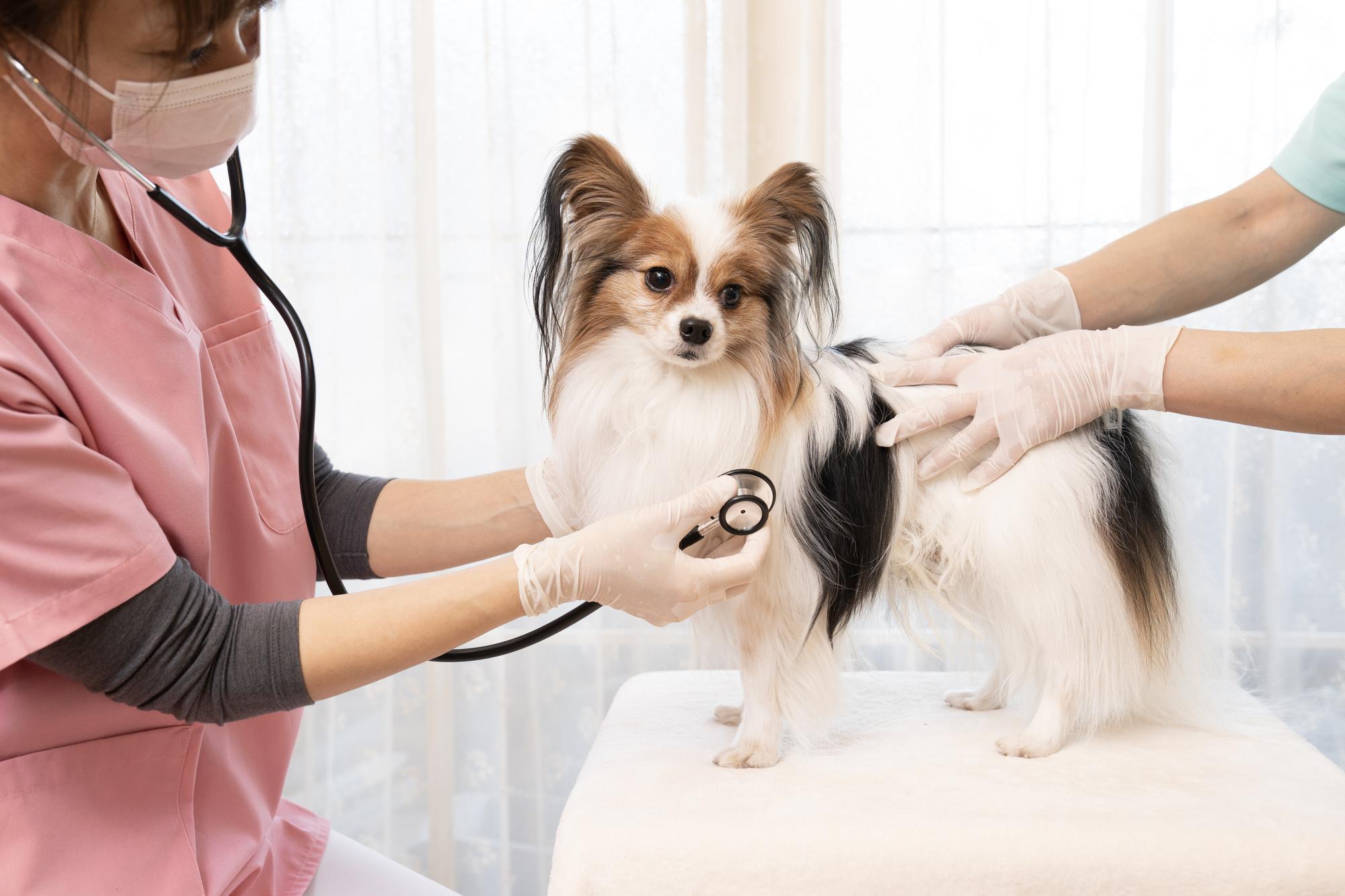犬には肛門腺絞りが必要?