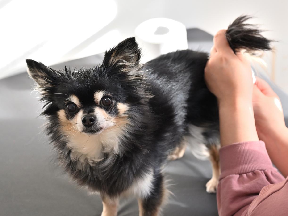 犬の肛門腺絞りは慎重に！失敗しないためのポイント