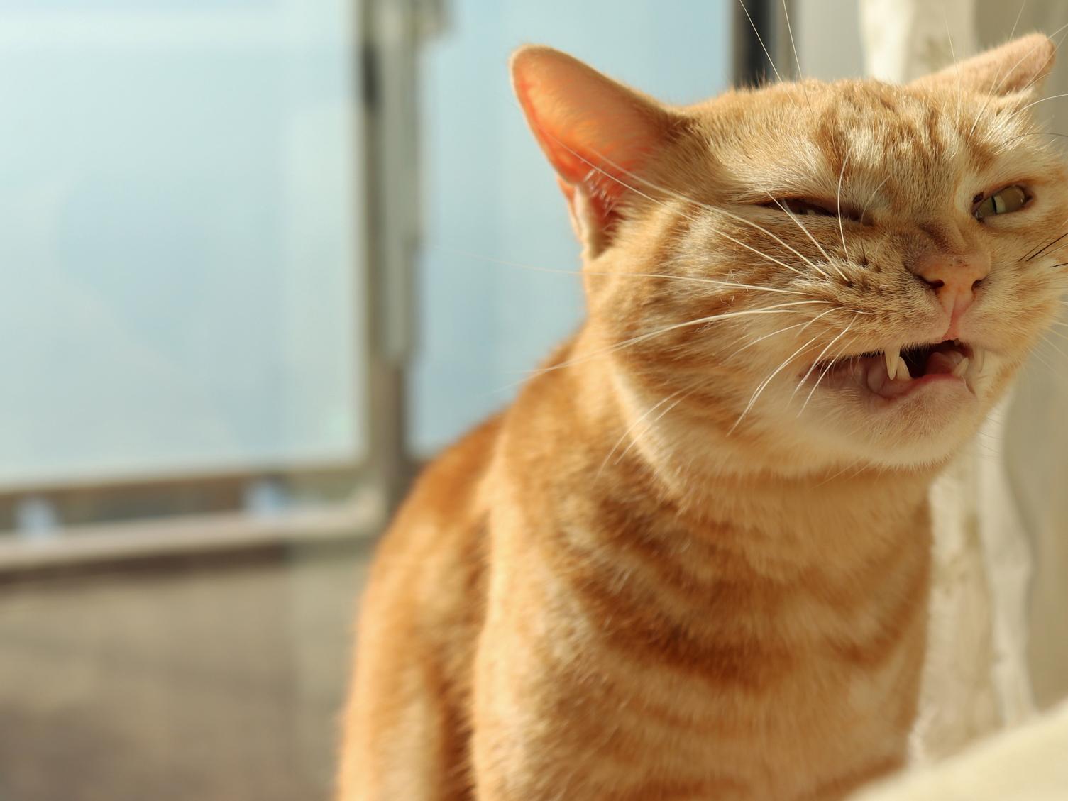 猫が咳をしているときのケアや治療