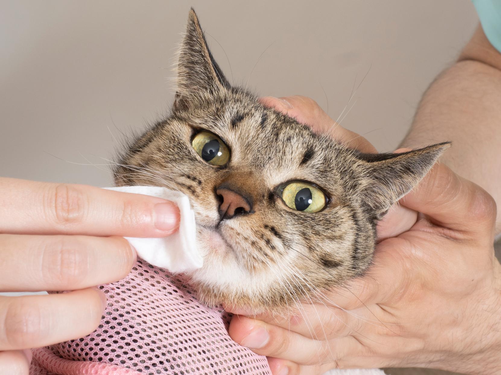 季節によって猫の咳が増えることも