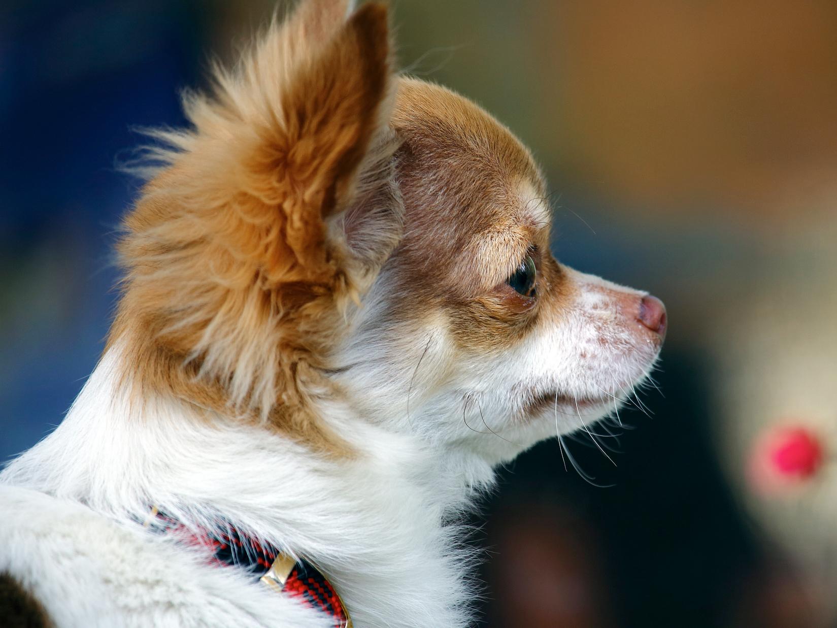 犬の毛色が変わるときに知っておきたいこと