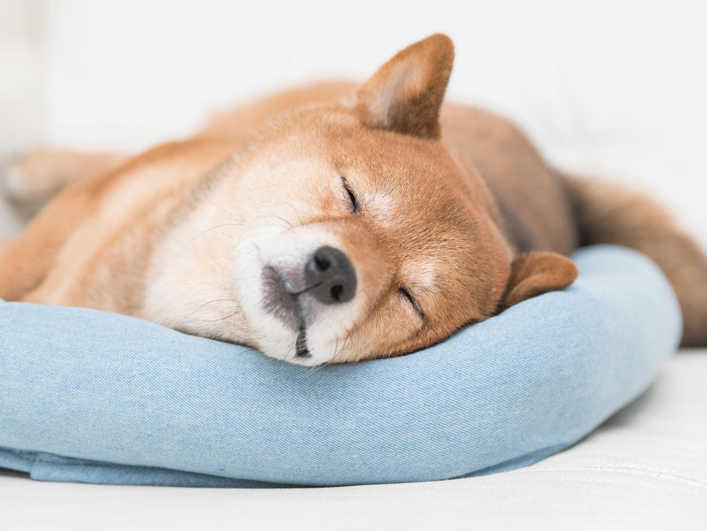 犬のいびきに考えられる原因とケア
