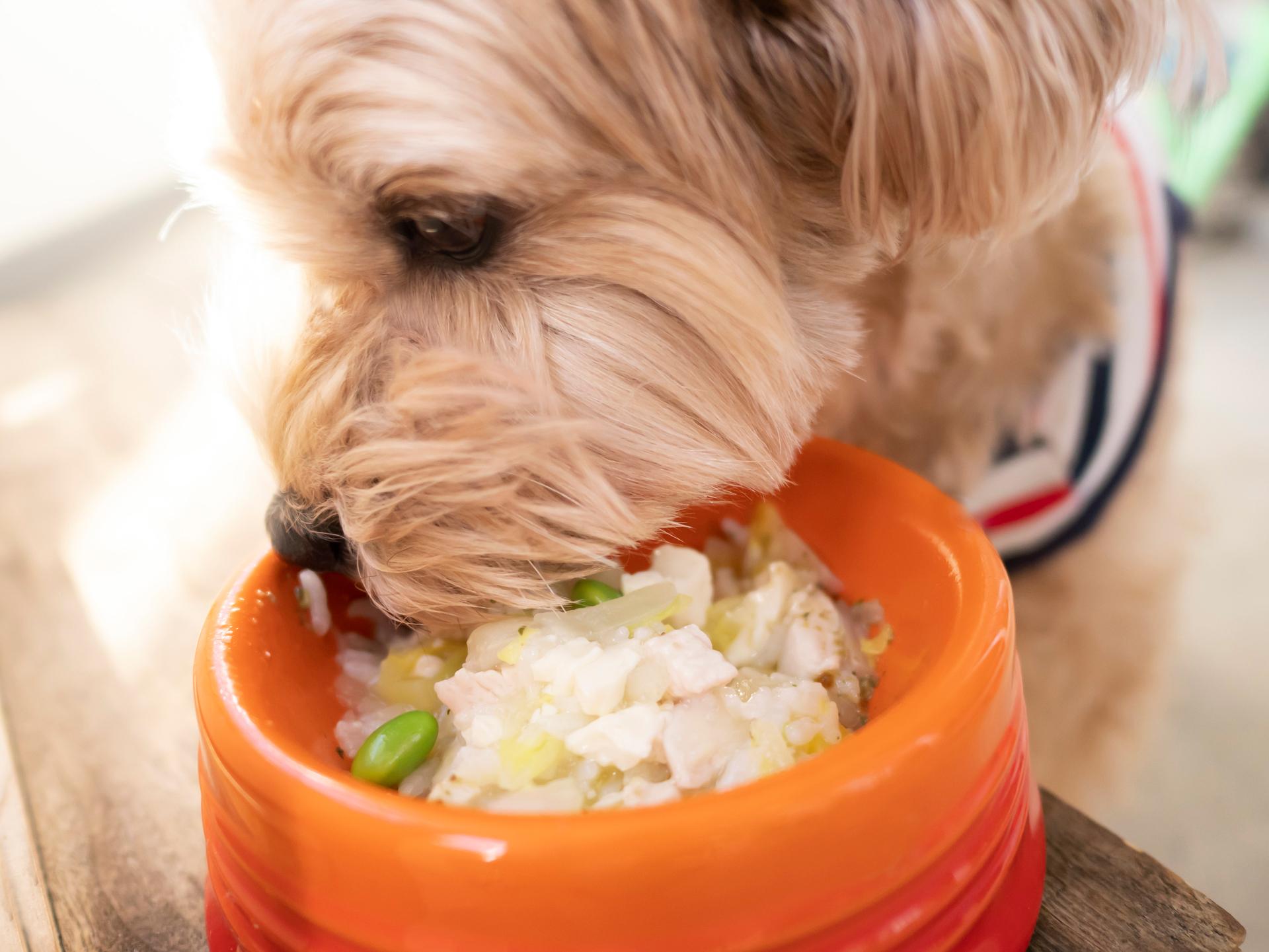 犬の「食べムラ」はなぜ起こる？