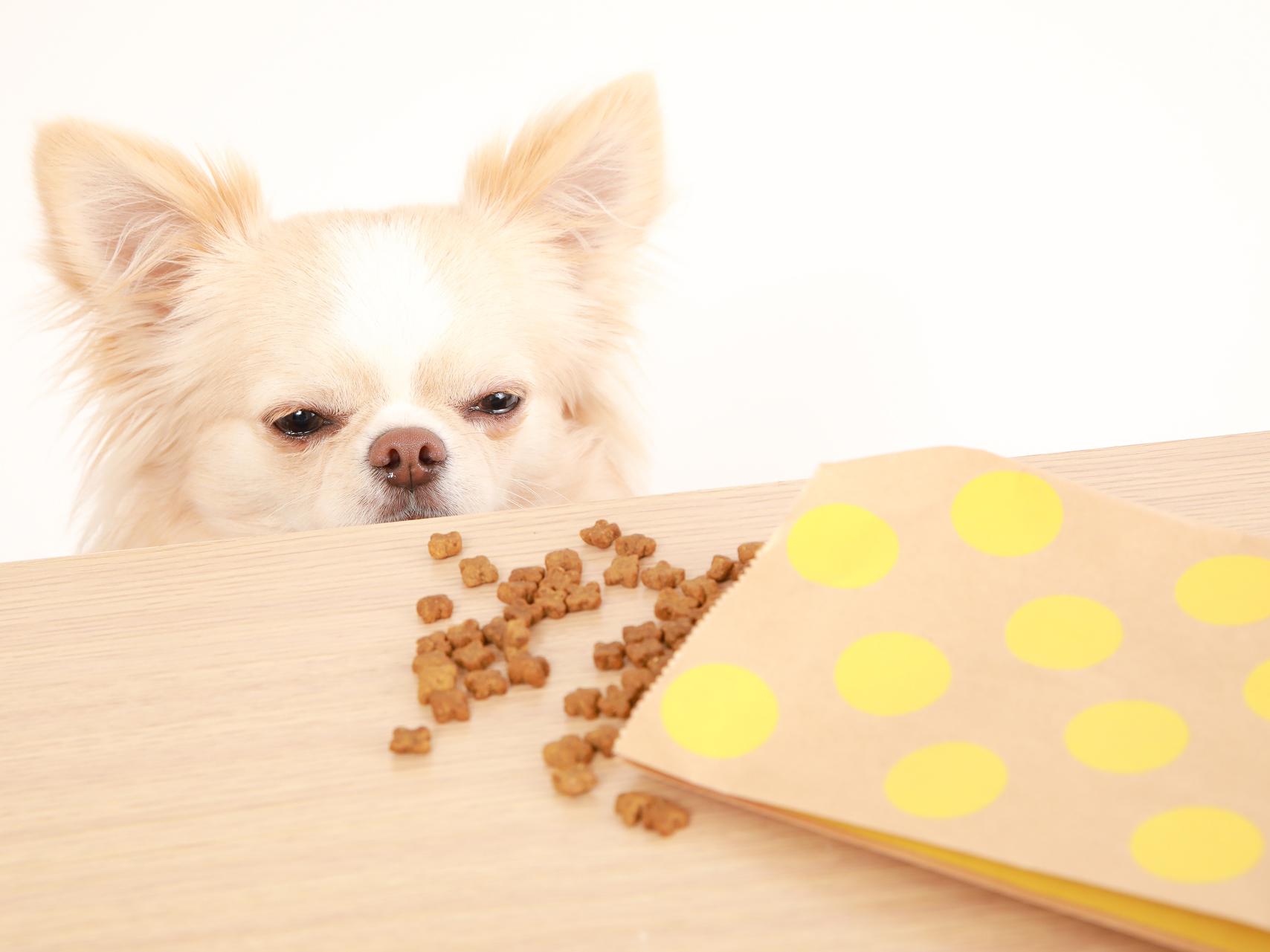 犬のグルメ化を防ぐ食事とおやつの工夫