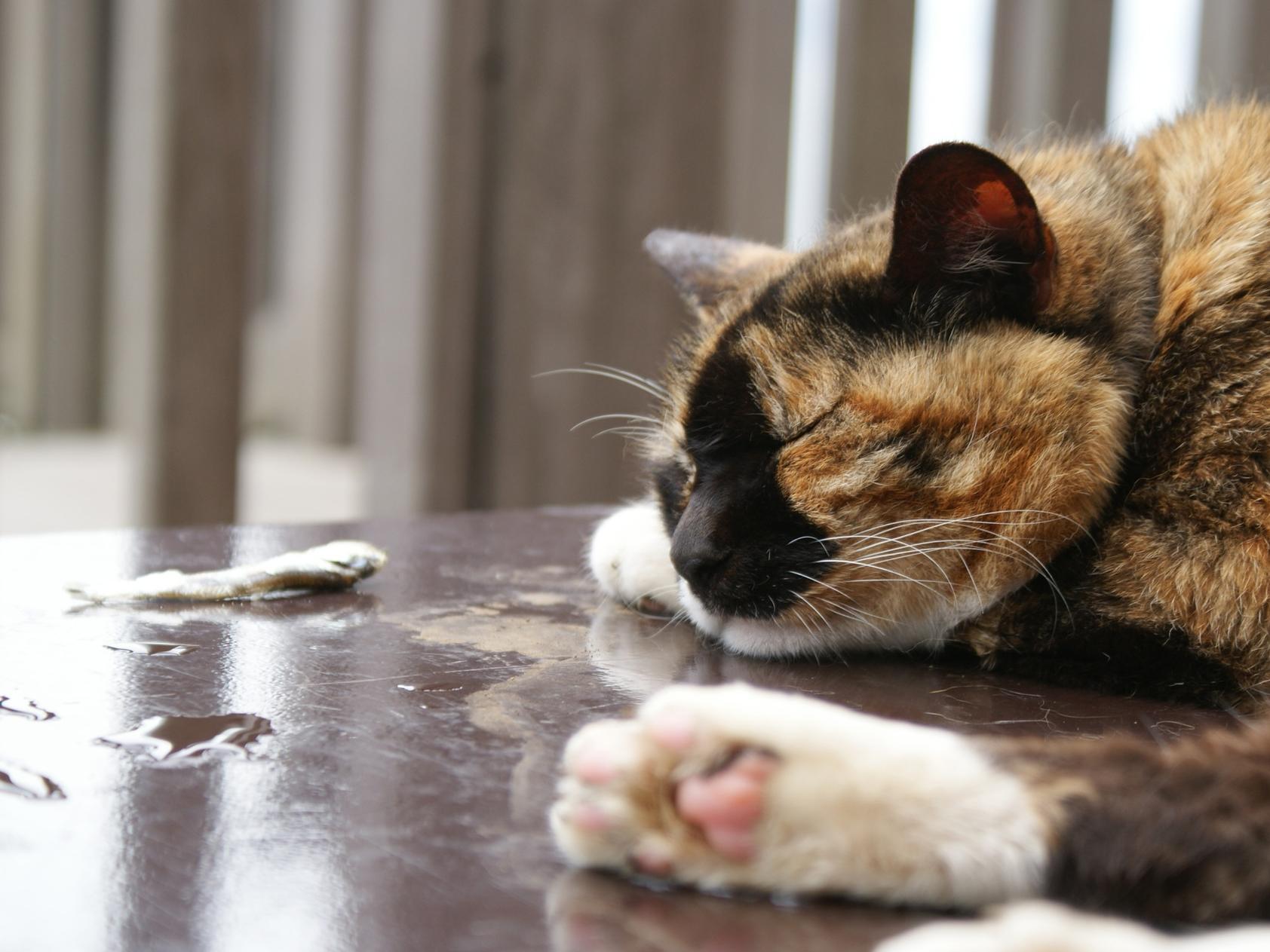 猫に人間用の煮干しを与えるのはNG