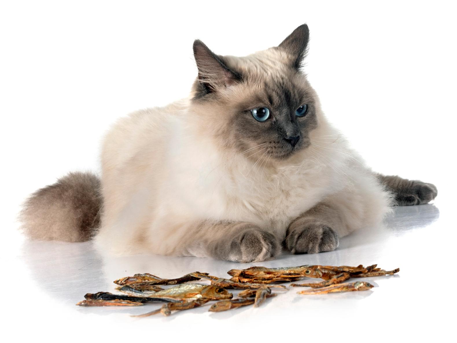 猫が人間用の煮干しを食べてしまったら・・?
