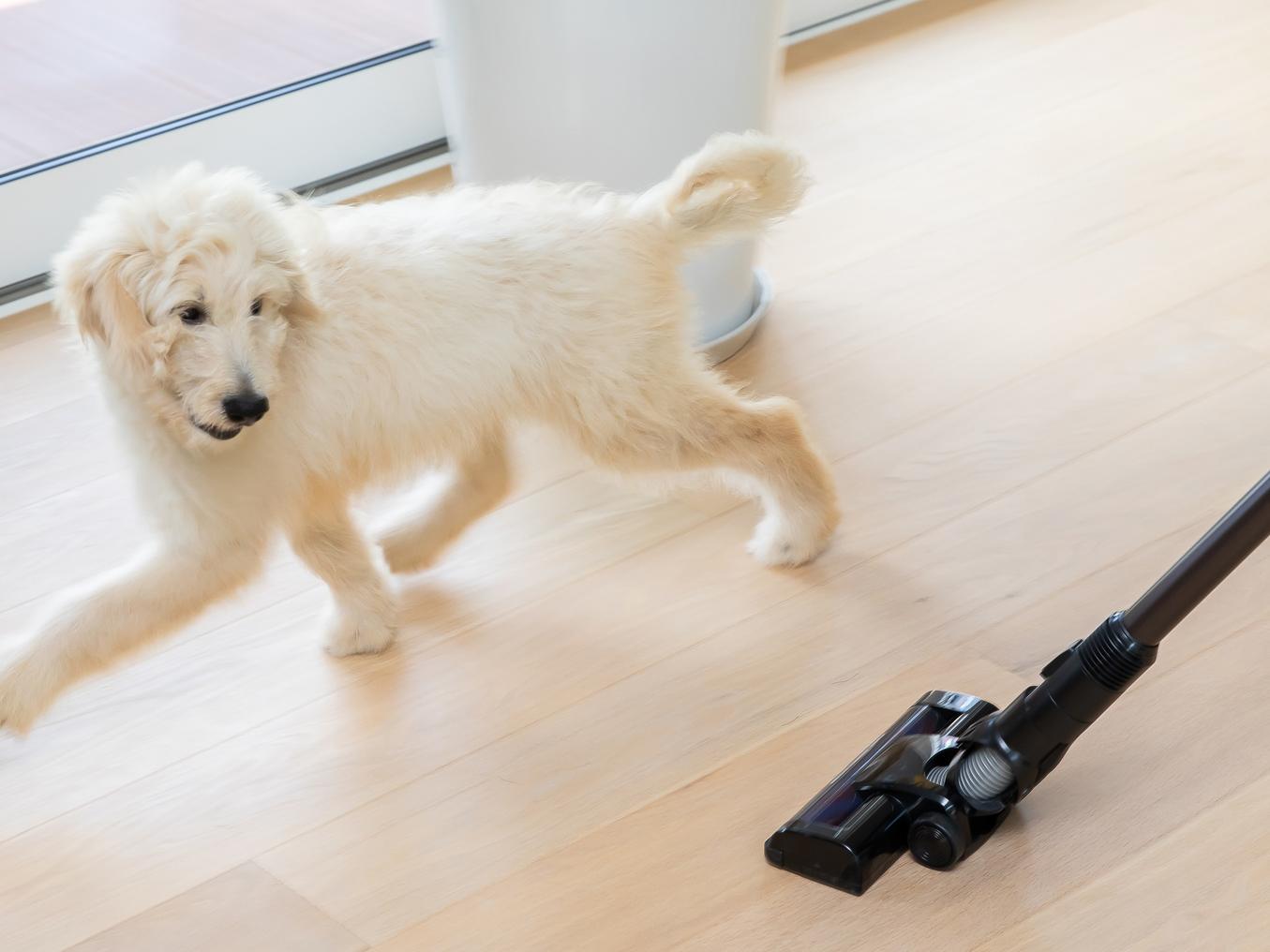その音、大丈夫？犬がストレスを感じやすい生活音