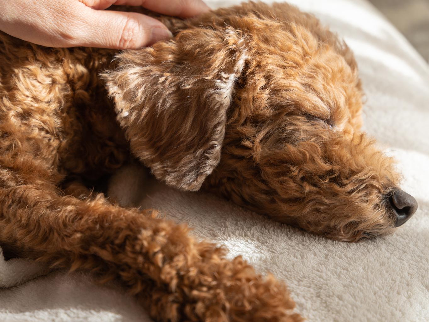 シニア犬の日中のおすすめな過ごし方は？
