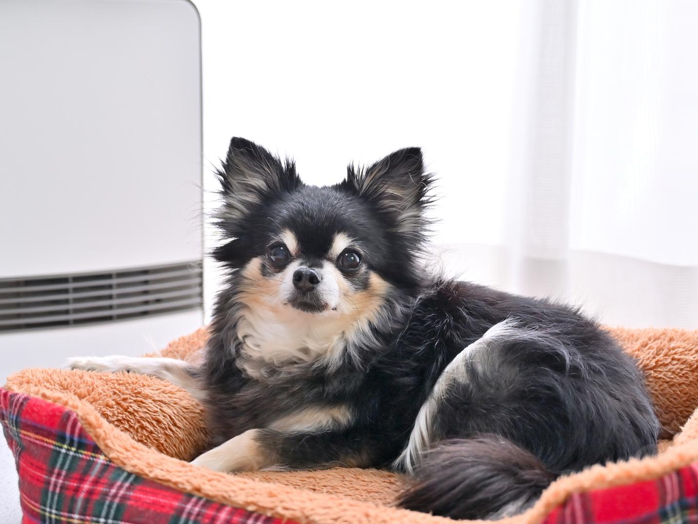 冬は犬も太りやすい？寒い季節の運動不足に注意