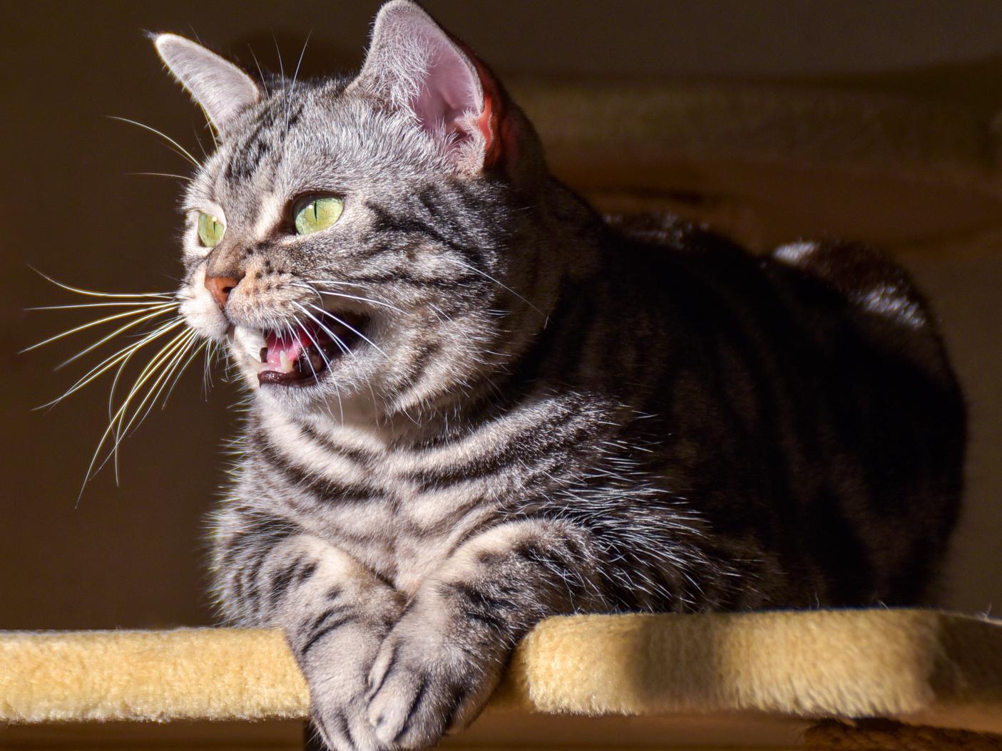 猫が飼い主にクラッキングする理由とは？
