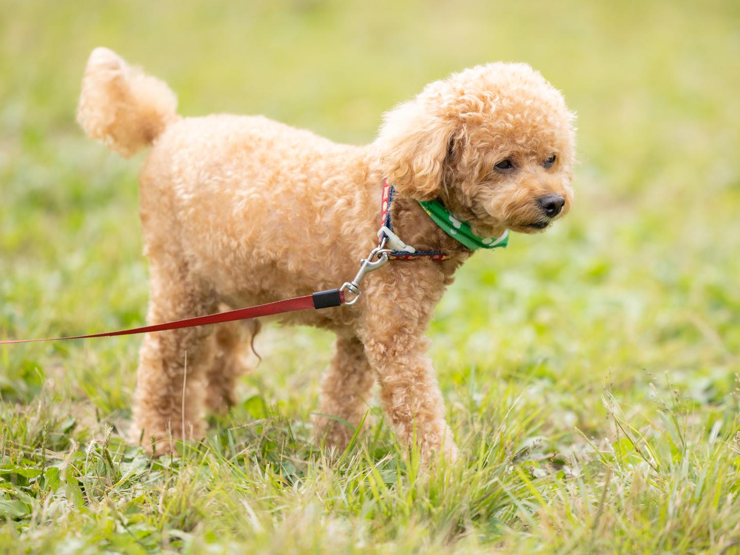 愛犬の歩き方がおかしい…それは老化のサイン？