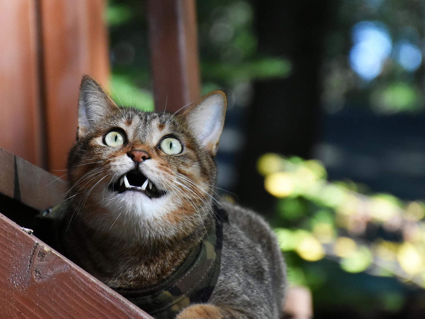猫のクラッキングは狩猟本能のサイン