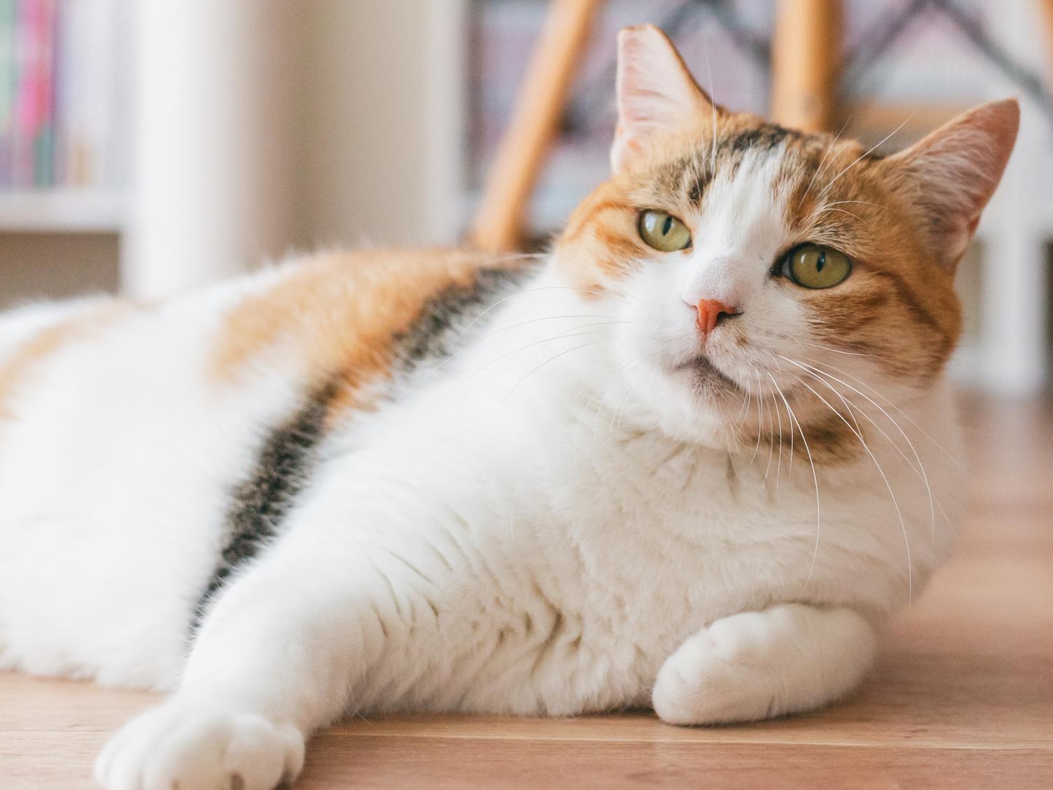 元気そうでも安心できない？猫の高血圧に潜むリスクとは