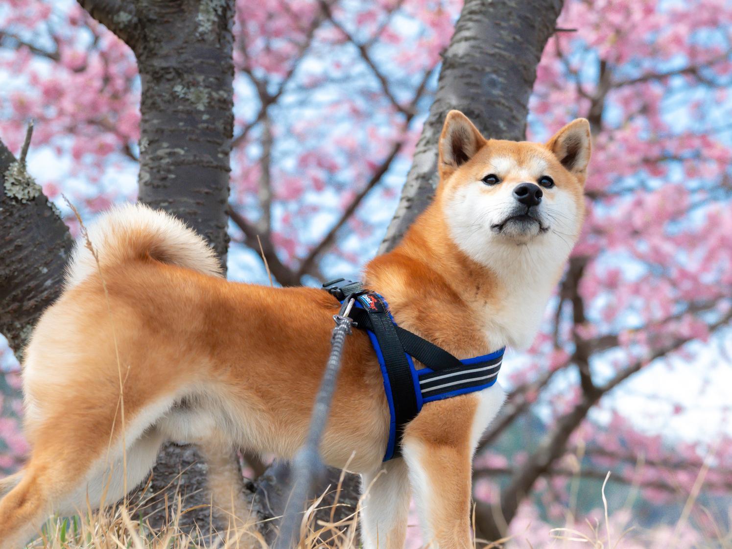 春の道端に潜む危険―チューリップやスイセンは犬にNG