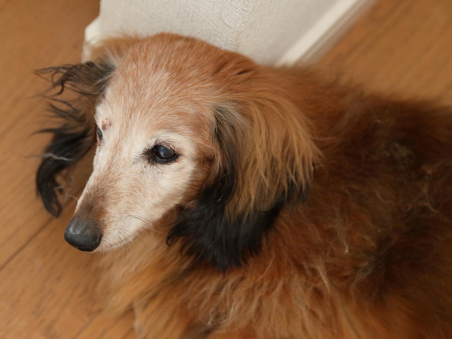 シニア犬の「幼児返り」、その理由とは？