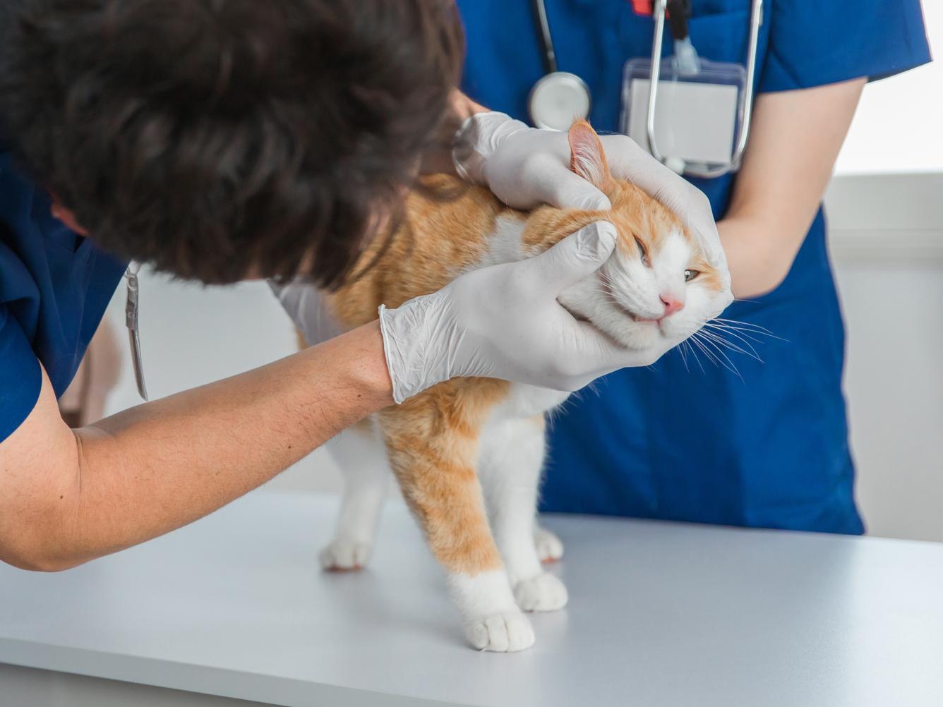 無理しないでOK、猫の口内チェックのコツ