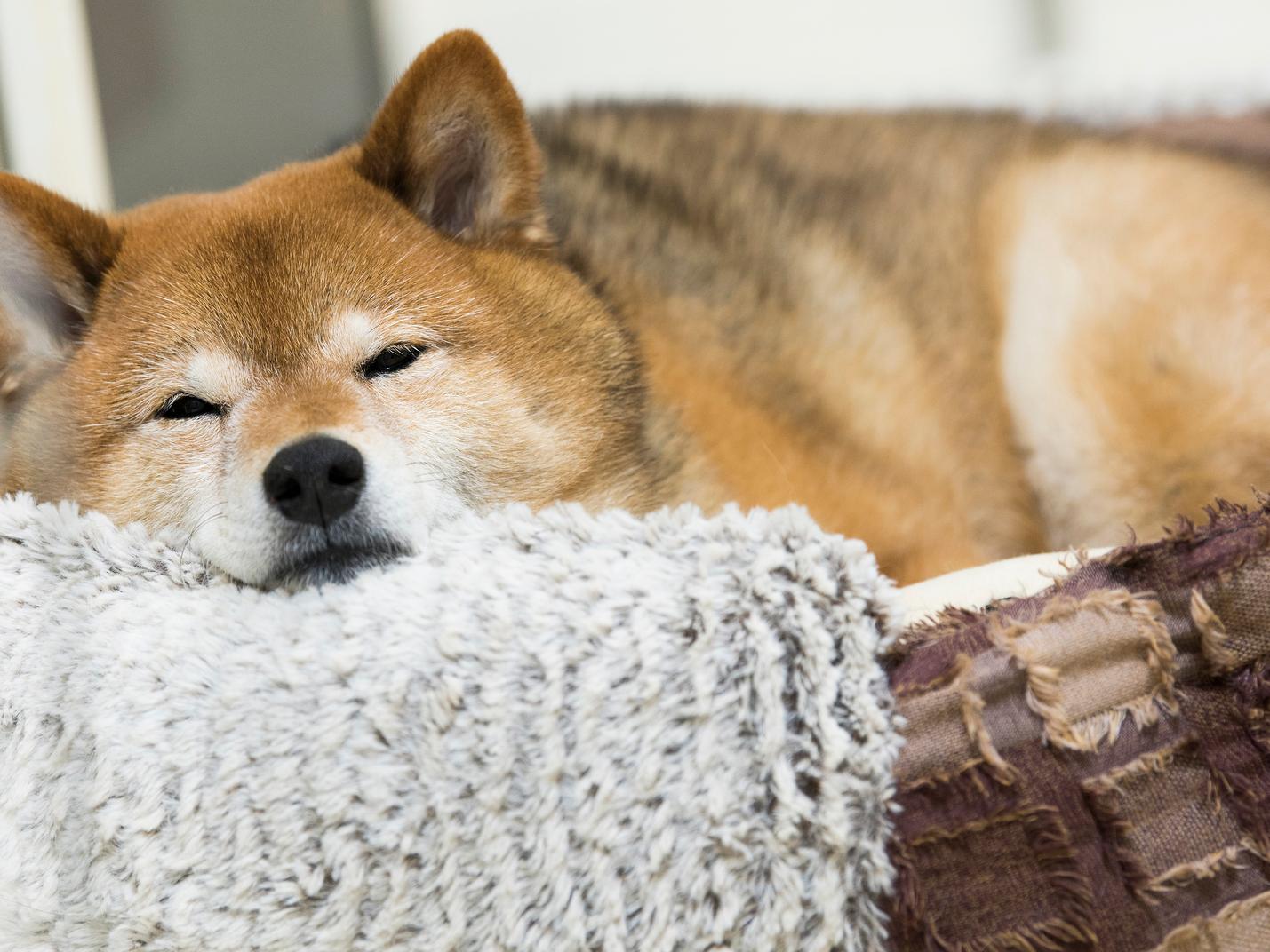 犬に必要なのは“自分だけの居場所”