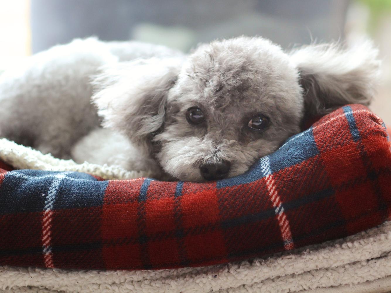 愛犬が安心して眠れる環境とは？