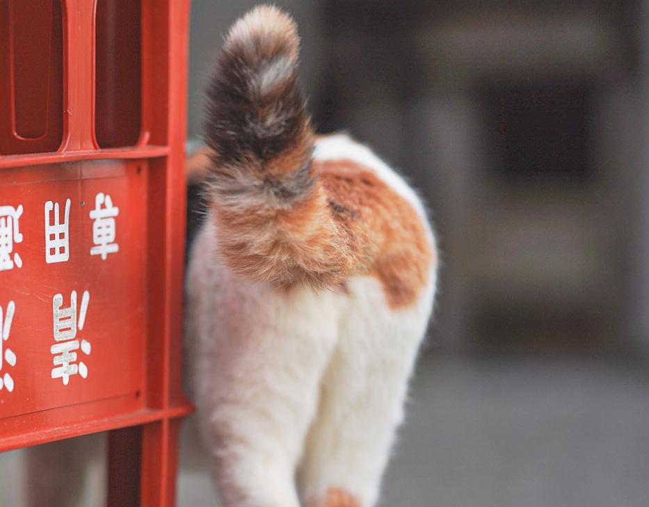 猫が見せる“安心のしぐさ”
