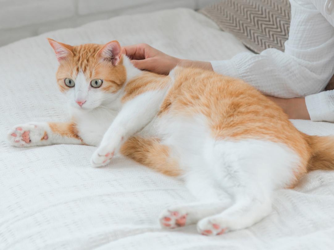 猫が嫌がるサインとは？