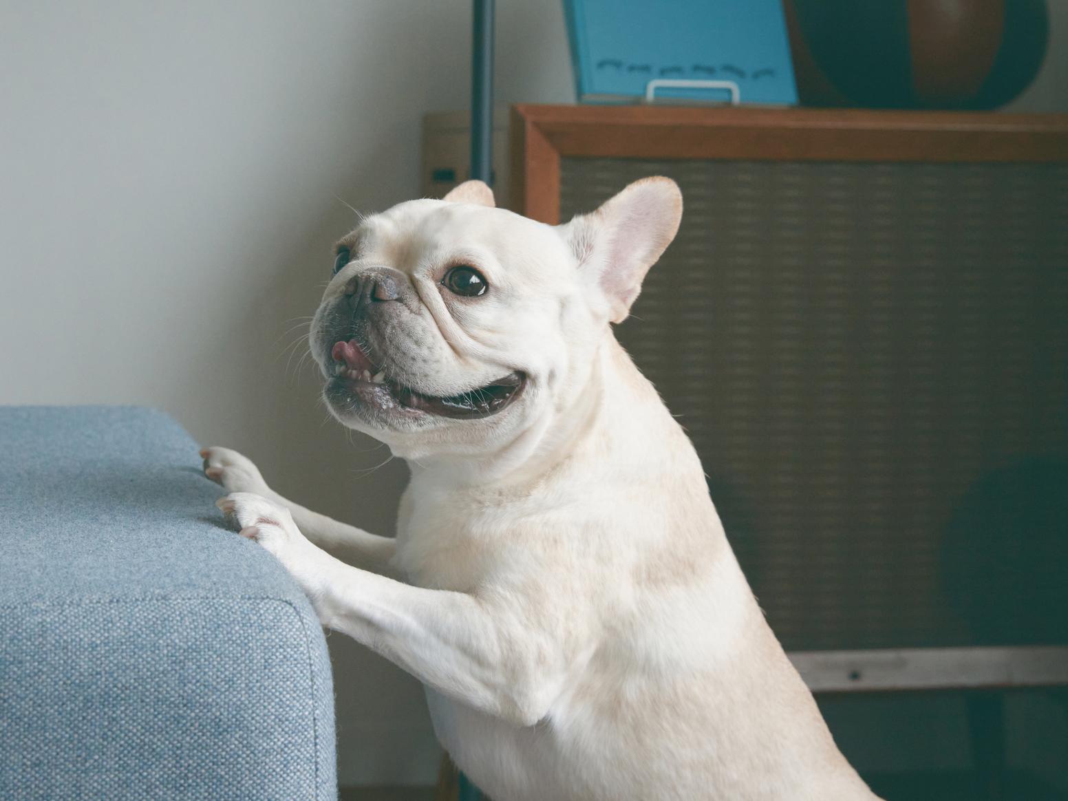 犬がマウンティングするのはなぜ？