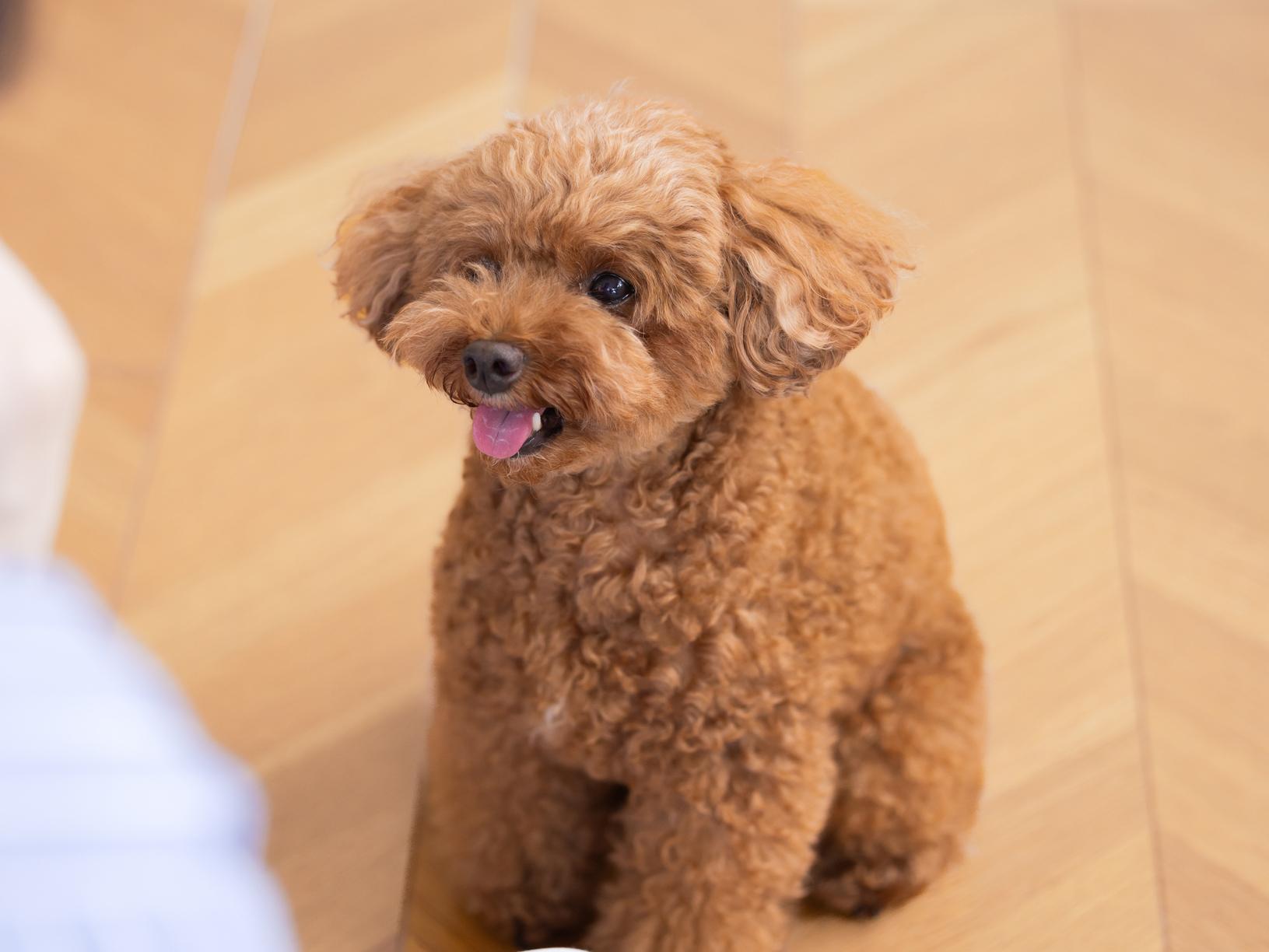 犬のマウンティング、どう対応する？